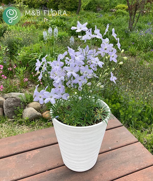 草花の苗 26年3月中下旬予約 デルフィニウム F1チアラベンダー3-3.5号