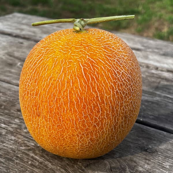 野菜の苗 26年4月下旬予約 メロン バナナメ...の詳細画像3