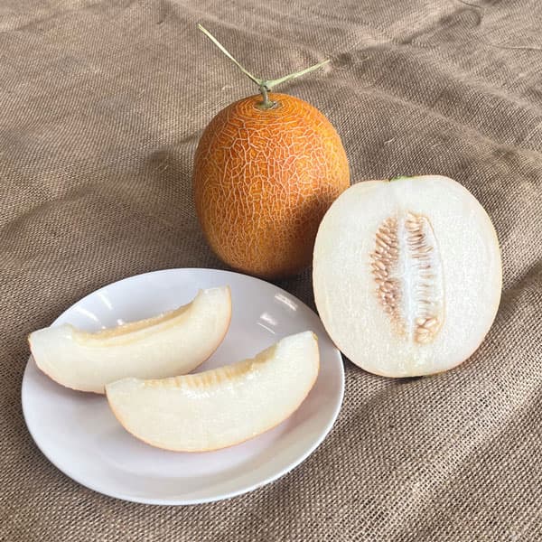 野菜の苗 26年4月下旬予約 メロン バナナメ...の詳細画像1