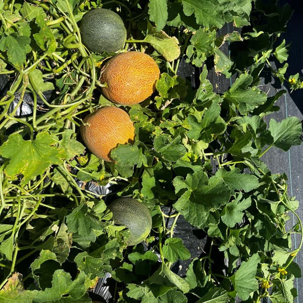 野菜の苗 26年4月下旬予約 メロン バナナメ...の詳細画像2