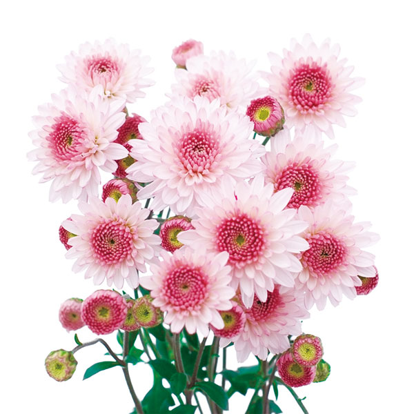草花の苗 26年5月中下旬予約 寒菊ポンポン菊...の詳細画像2