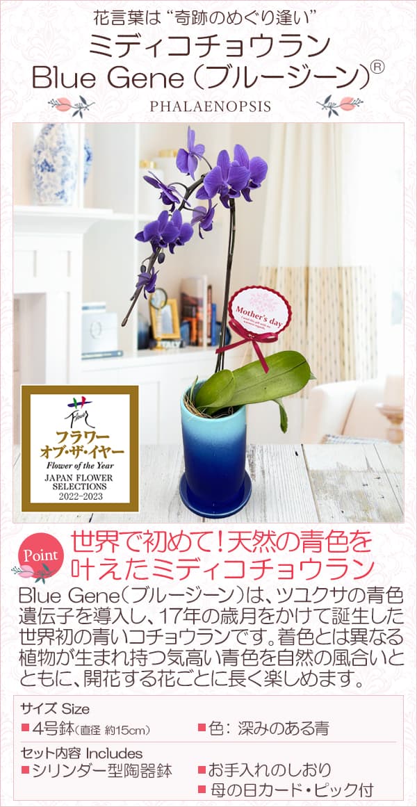 母の日 予約 ミディコチョウラン Blue Gene（ブルージーン）(R)1本立ち4号 ブルーシリンダー鉢植え* 2026年 母の日 ギフト 送料無料の画像