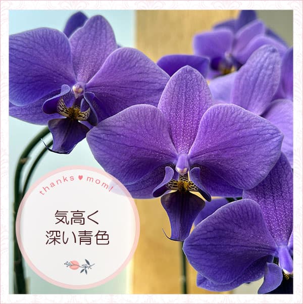 母の日 予約 ミディコチョウラン Blue Gene（ブルージーン）(R)1本立ち4号 ブルーシリンダー鉢植え* 2026年 母の日 ギフト 送料無料の画像