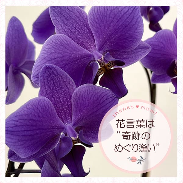 母の日 予約 ミディコチョウラン Blue Gene（ブルージーン）(R)1本立ち4号 ブルーシリンダー鉢植え* 2026年 母の日 ギフト 送料無料の画像