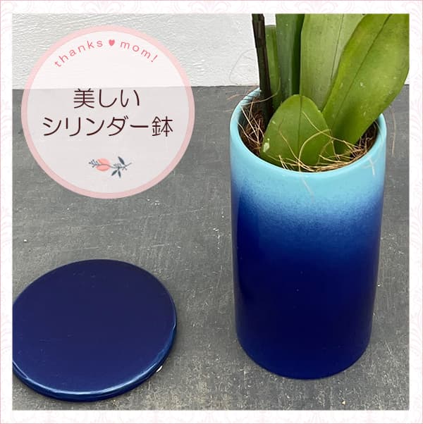 母の日 予約 ミディコチョウラン Blue Gene（ブルージーン）(R)1本立ち4号 ブルーシリンダー鉢植え* 2026年 母の日 ギフト 送料無料の画像
