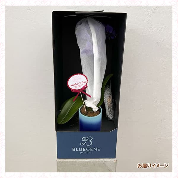 母の日 予約 ミディコチョウラン Blue Gene（ブルージーン）(R)1本立ち4号 ブルーシリンダー鉢植え* 2026年 母の日 ギフト 送料無料の画像
