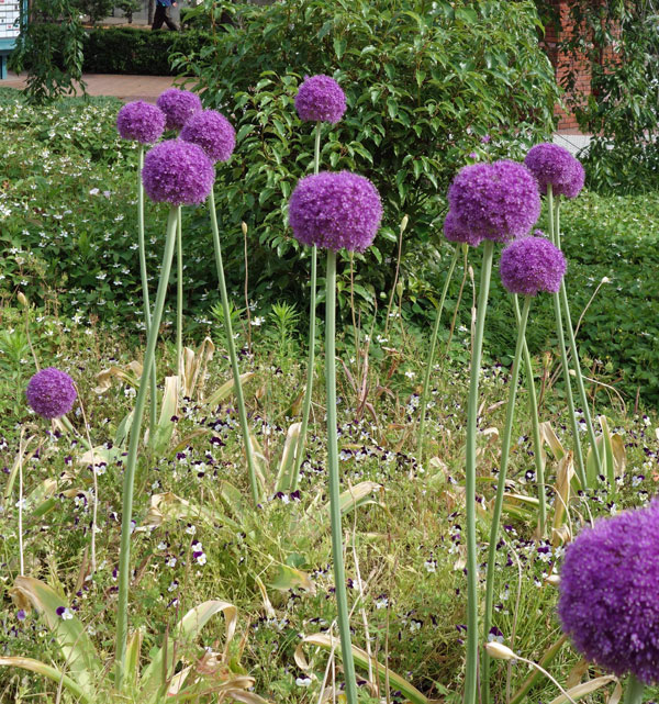 アリウムギガンチューム（花、ガーデニング）のおすすめ人気商品一覧