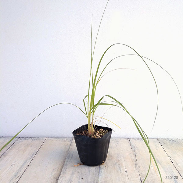 パンパスグラス 苗（花、ガーデニング）のおすすめ人気商品一覧