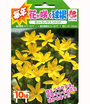 球根 26年4月上旬予約 ゼフィランサス シト...の詳細画像1