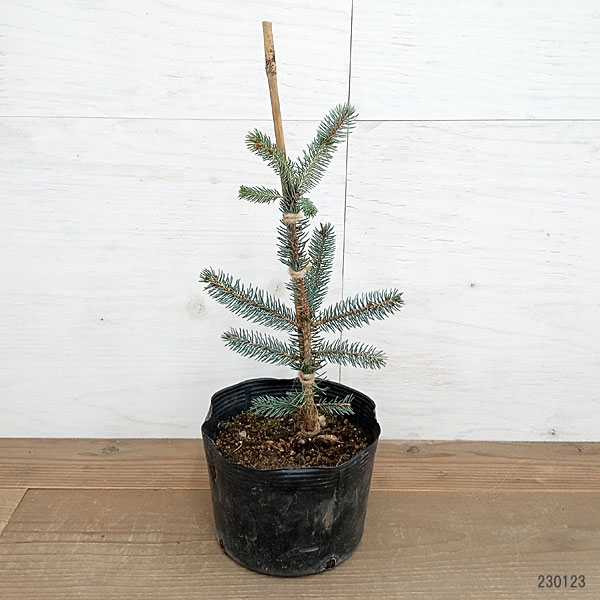 プンゲンストウヒ(Picea pungens)の人気商品一覧 - Yahoo!ショッピング