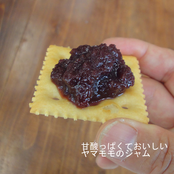 果樹の苗/25年10月中下旬予約 ヤマモモ（山桃）：東魁（トウカイ