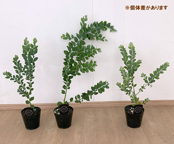 パールアカシア（苗木、植木） | 花、ガーデニング のおすすめ人気商品