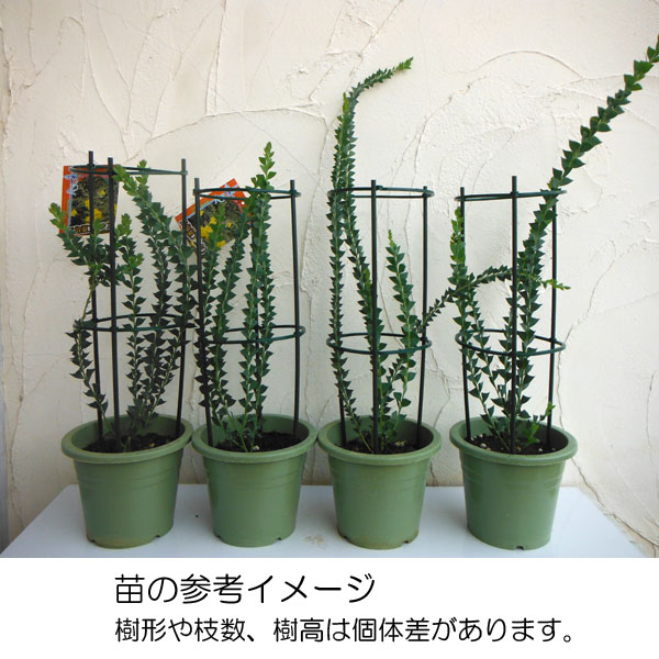 三角葉アカシア（苗木、植木） | 花、ガーデニング のおすすめ