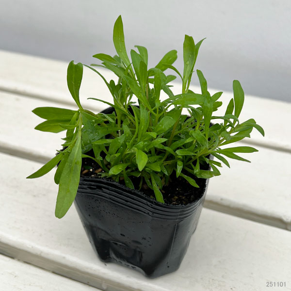 草花の苗 26年2月中下旬予約 スーパーアリッサム スノープリンセス3号