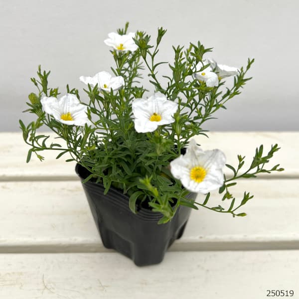 草花の苗 26年4月上旬予約 ニーレンベルギア オーガスタ ホワイト3号