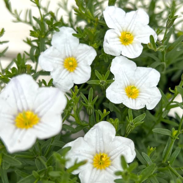 草花の苗 26年4月上旬予約 ニーレンベルギア オーガスタ ホワイト3号