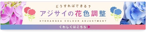 どうすればできる？アジサイの花色調整 詳しくはこちら