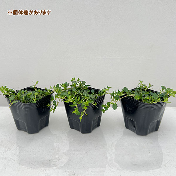 草花の苗 26年4月上旬予約 メカルドニア ル...の詳細画像3