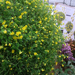 草花の苗 26年4月上旬予約 メカルドニア ル...の詳細画像1