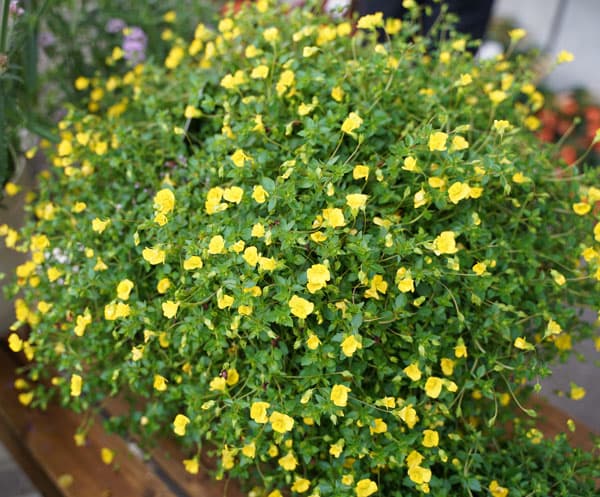草花の苗 26年4月上旬予約 メカルドニア ル...の詳細画像5