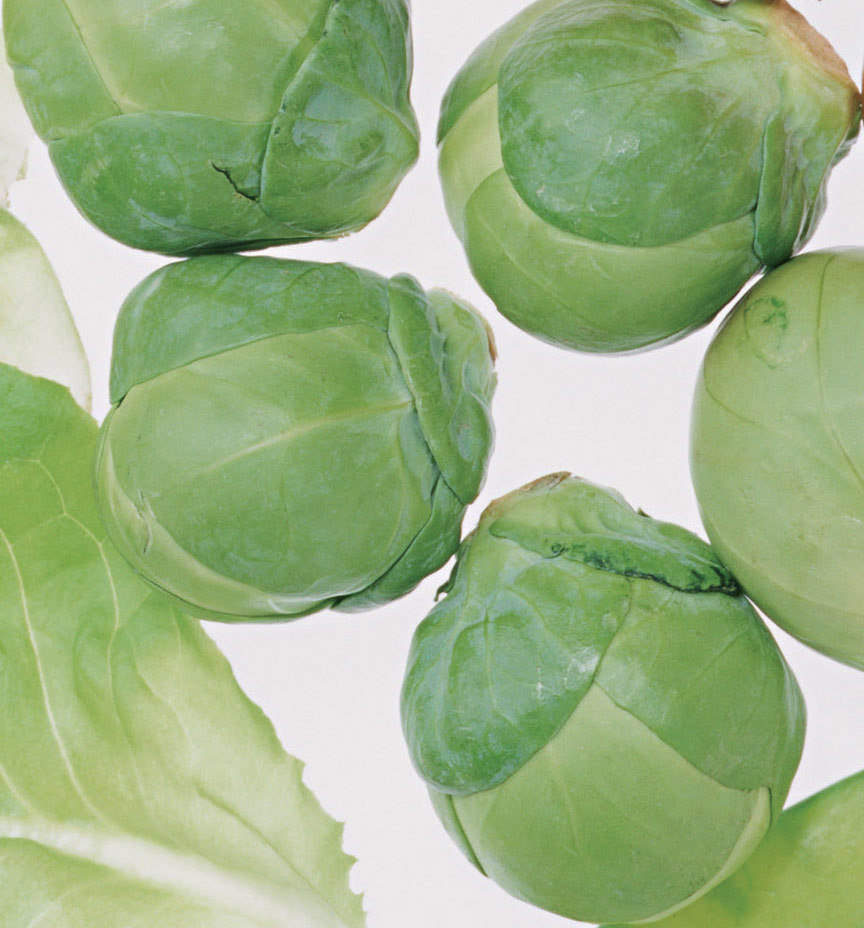 野菜の苗/24年8月下旬予約 芽キャベツ：グリーンスター3号ポット 2株セットy 183296園芸ネット 予約専用サイト 通販