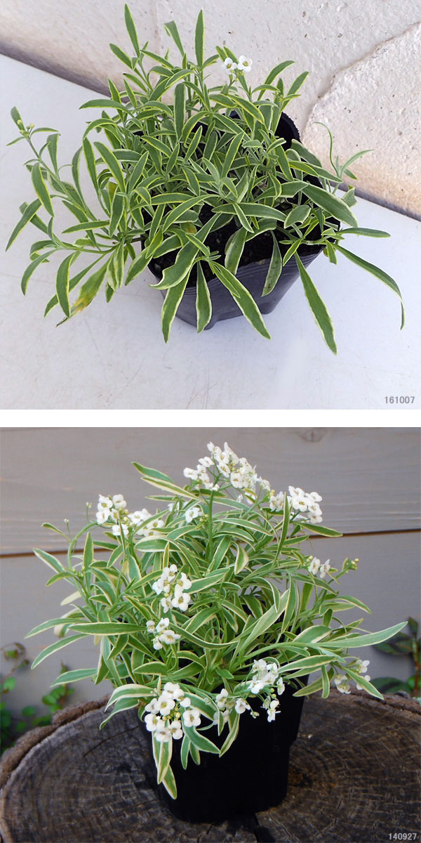 草花の苗/25年9月中下旬予約 スーパーアリッサム：フロスティーナイト3