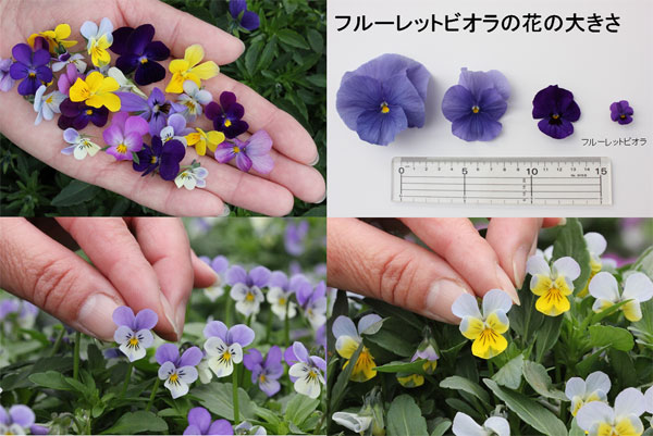 草花の苗/22年10月下旬予約 MSKガーデンビオラ：極小輪ビオラ：フルーレット ディープブルー3号ポット12株セット 送料無料  :94995:園芸ネット 予約専用サイト - 通販 - Yahoo!ショッピング