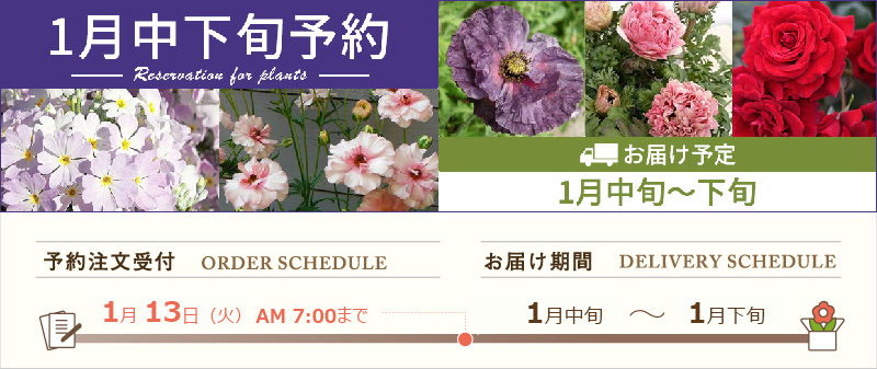 園芸ネット 予約専用サイト - Yahoo!ショッピング