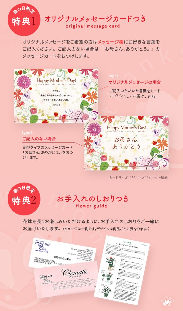 母の日 予約 ミディコチョウラン Blue Gene（ブルージーン）(R)1本立ち4号 ブルーシリンダー鉢植え* 2026年 母の日 ギフト 送料無料の画像