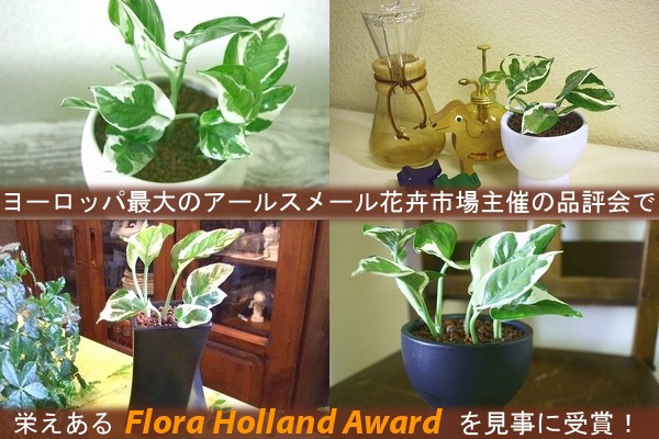 ポピー 観葉植物の造花 ロングモンステラオーバルポット