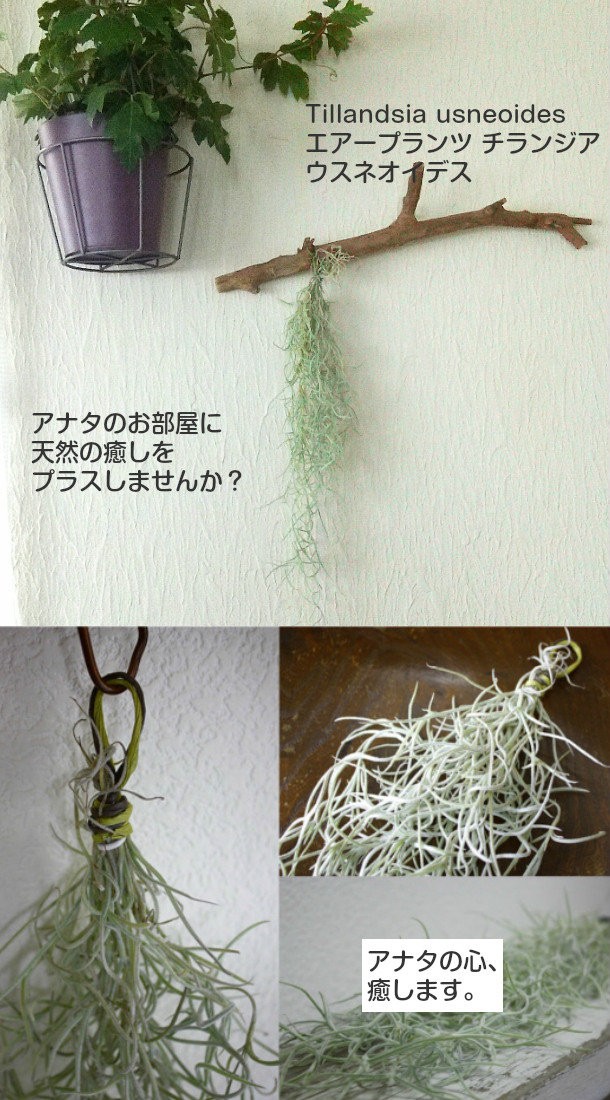 送料無料 自分で育てる エアープランツ エアプランツ ウスネオイデス チランジア ユーロプランツ Ap 0221 観葉植物 ユーロプランツスタジオ 通販 Yahoo ショッピング