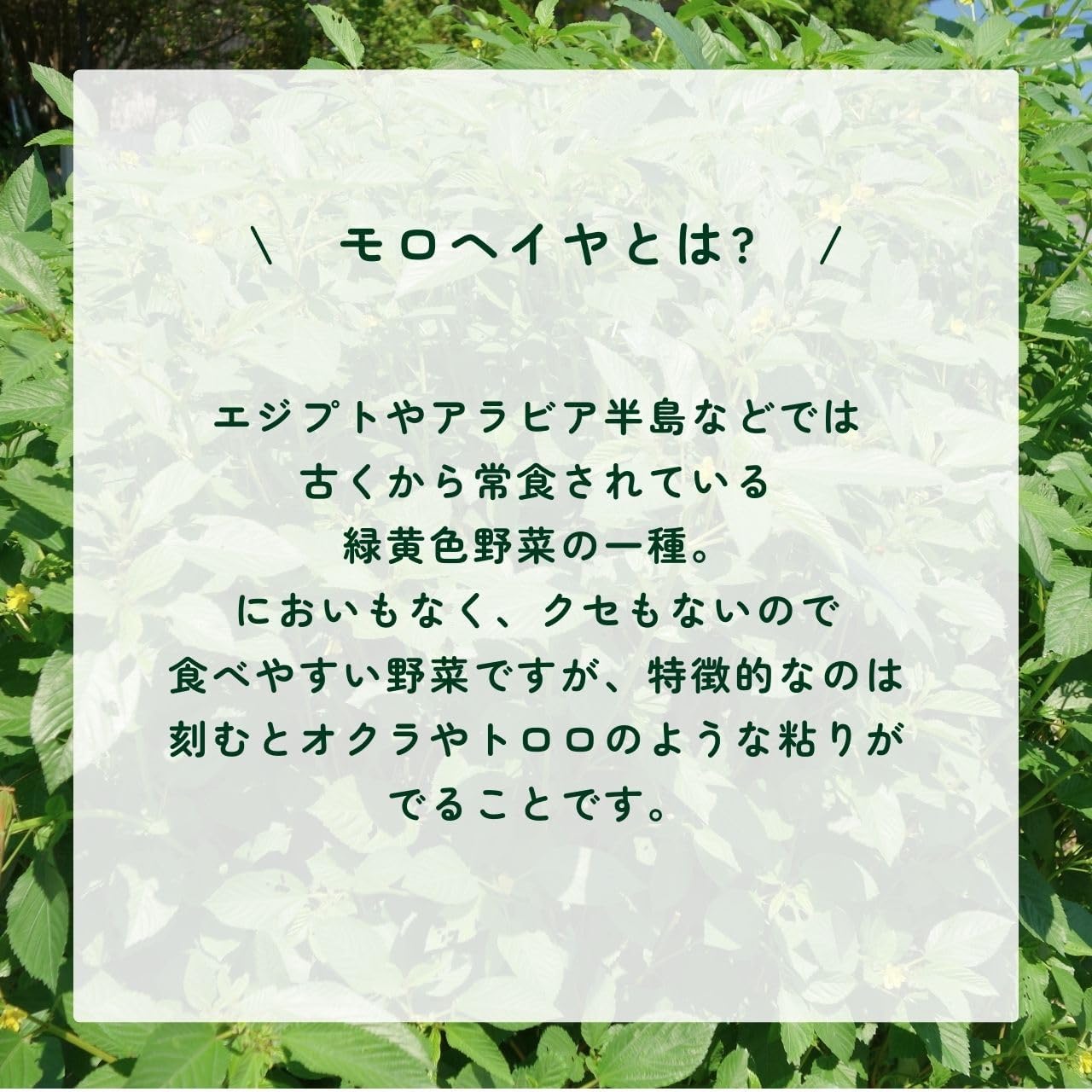 商品画像4