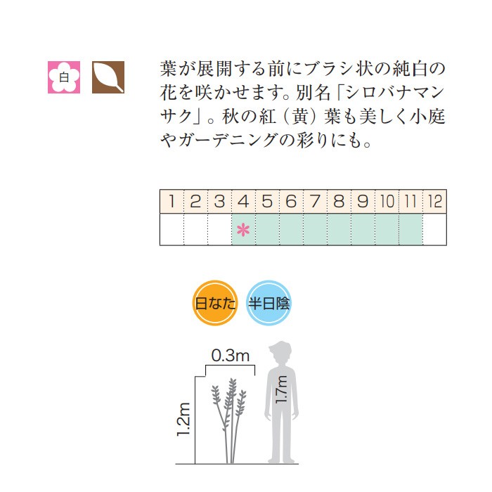 フォッサギラマヨール（シロバナマンサク）白花 小庭に 植木 庭木 苗木 花木 落葉低木 : n0016-otk : ESTOAH.home  エストアホーム - 通販 - Yahoo!ショッピング