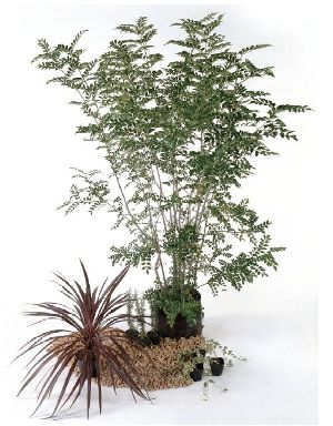 植木 苗セット ドライ 半日陰