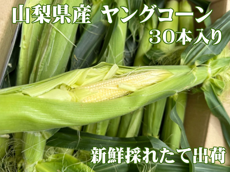 山梨県ヤングコーン、ベビーコーン　ゴールドラッシュ150本 y-corn1_sb.jpg