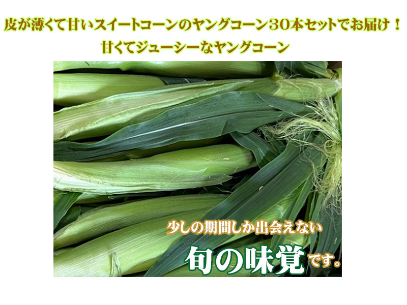 山梨県ヤングコーン、ベビーコーン　ゴールドラッシュ150本 ゴールドラッシュのヤングコーン大量入荷中！ - 道の駅とよとみ
