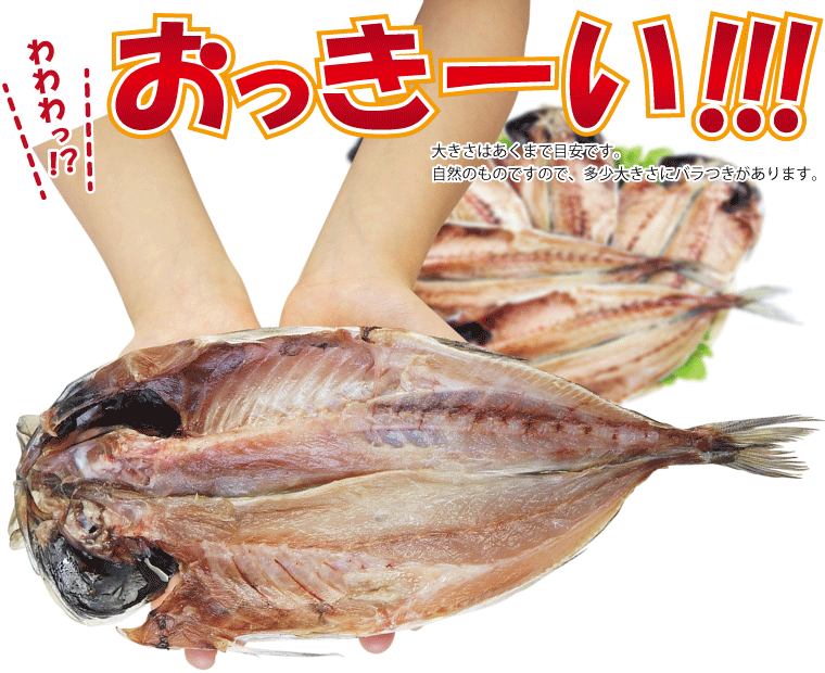 干物 特大 アジ あじ 鯵 5尾 大袋 干物セット 一夜干し 訳あり 冷凍 Aji B 福井のカニ 干物専門店 越前宝や 通販 Yahoo ショッピング