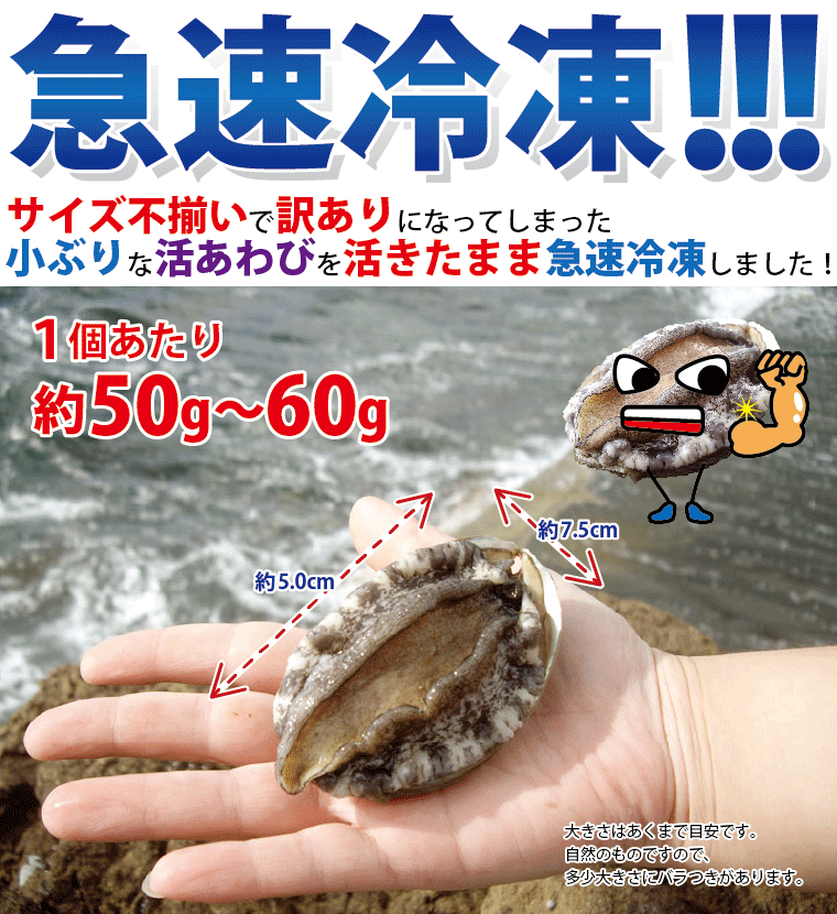 アワビ あわび 鮑 高級 養殖 5個入 1個50 60g ギフト 海鮮鍋 セット グルメ おせち 海鮮丼 q 冷凍 Awabi Reto 福井のカニ 干物専門店 越前宝や 通販 Yahoo ショッピング