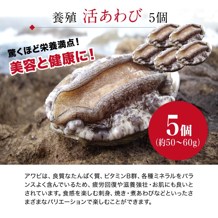 活 サザエ 1.0kg (天然 日本海産) ＆ アワビ 5個 (養殖) セット (活 さざえ 栄螺 ) ( あわび 鮑 ) バーベキューセット bbq  お取り寄せ ((冷蔵))