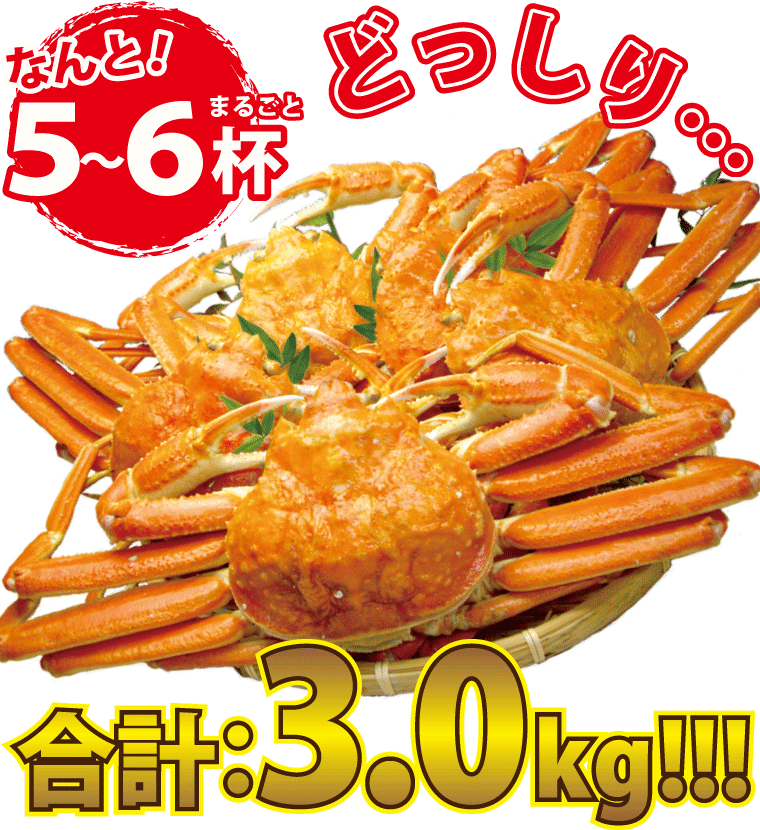 ズワイガニ姿 特大 ズワイガニ 3kg ボイル 5-6杯 (1杯/約500g) ずわい