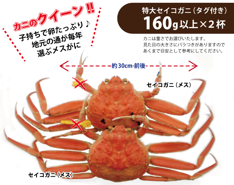 越前ガニ かに カニ セイコガニ 香箱ガニ 特大160g以上 2杯 冷蔵 Seiko Tokudai2 福井のカニ 干物専門店 越前宝や 通販 Yahoo ショッピング