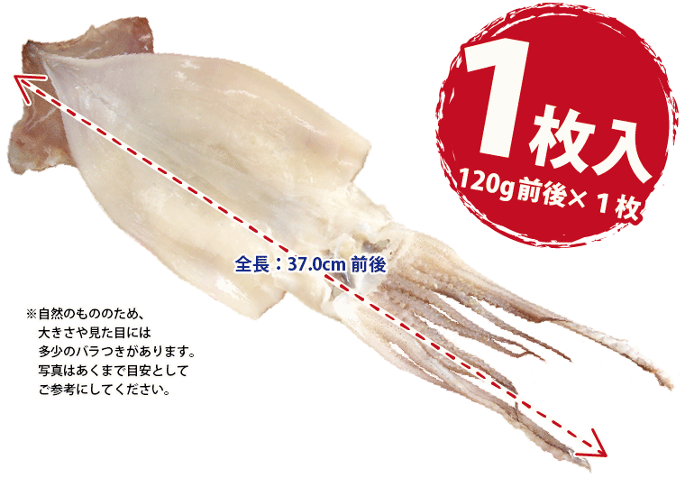 干物 越前産 イカ いか スルメイカ 1枚 真空パック 一夜干し するめいか 冷凍 H Ika01 1 福井のカニ 干物専門店 越前宝や 通販 Yahoo ショッピング