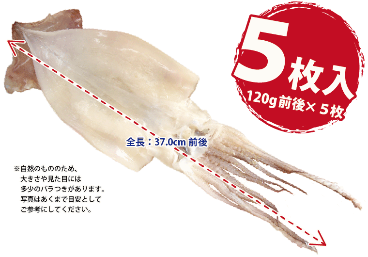 干物 越前産 イカ いか スルメイカ 5枚 干物セット 真空パック 一夜干し するめいか 冷凍 H Ika01 福井のカニ 干物専門店 越前宝や 通販 Yahoo ショッピング