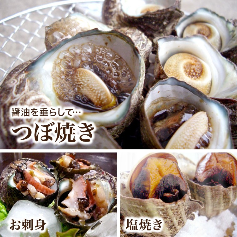 活 サザエ 1.0kg (天然 日本海産) セット (活 さざえ 栄螺 ) 海鮮セット