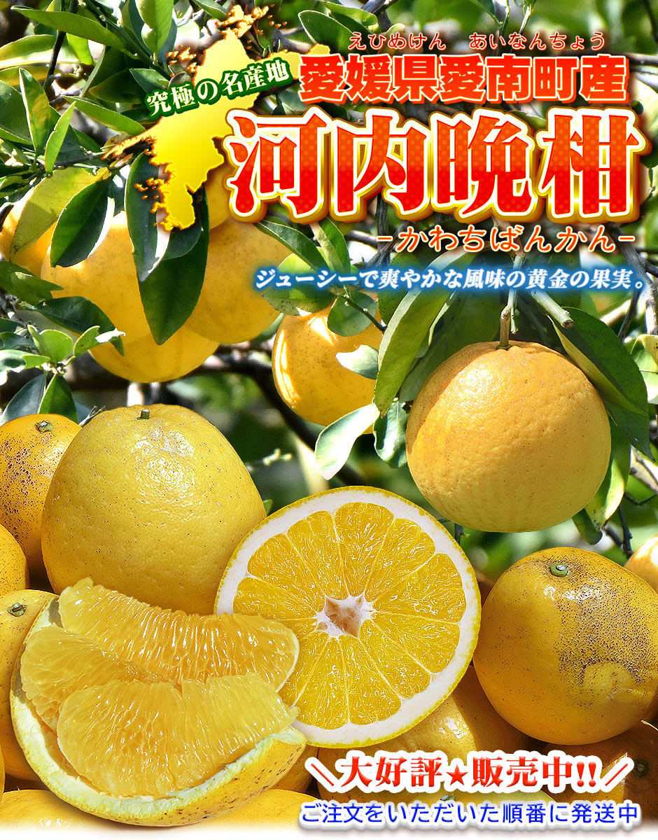 97%OFF!】 愛媛県産 大玉 宇和ゴールド 河内晩柑 15kg