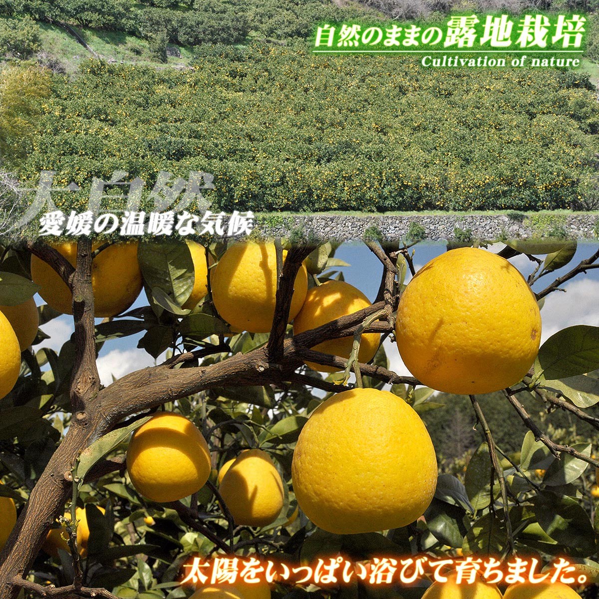 自然のままの露地栽培