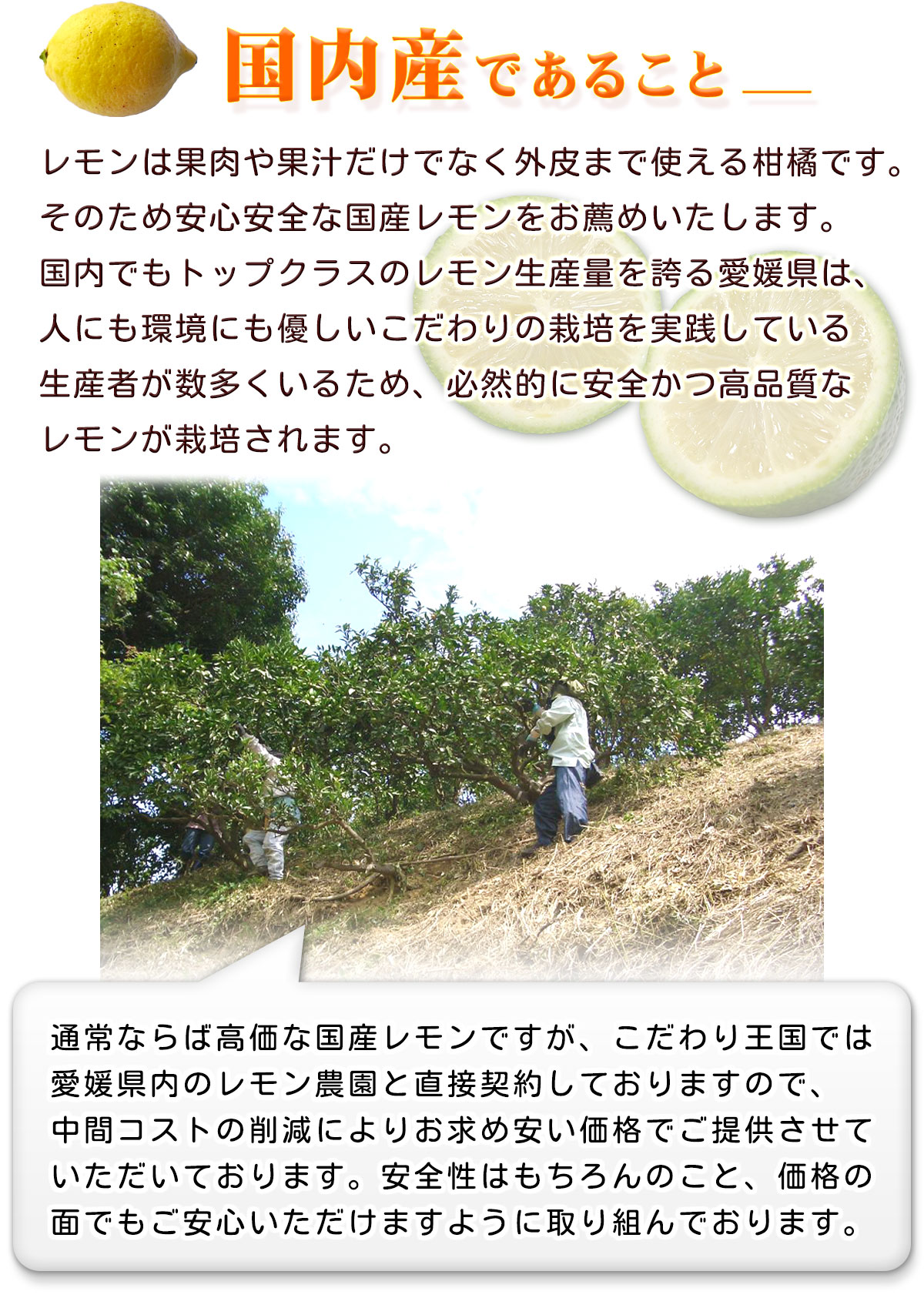 送料無料 ご家庭用】愛媛産 赤レモン 約10kg1箱 【公式通販】