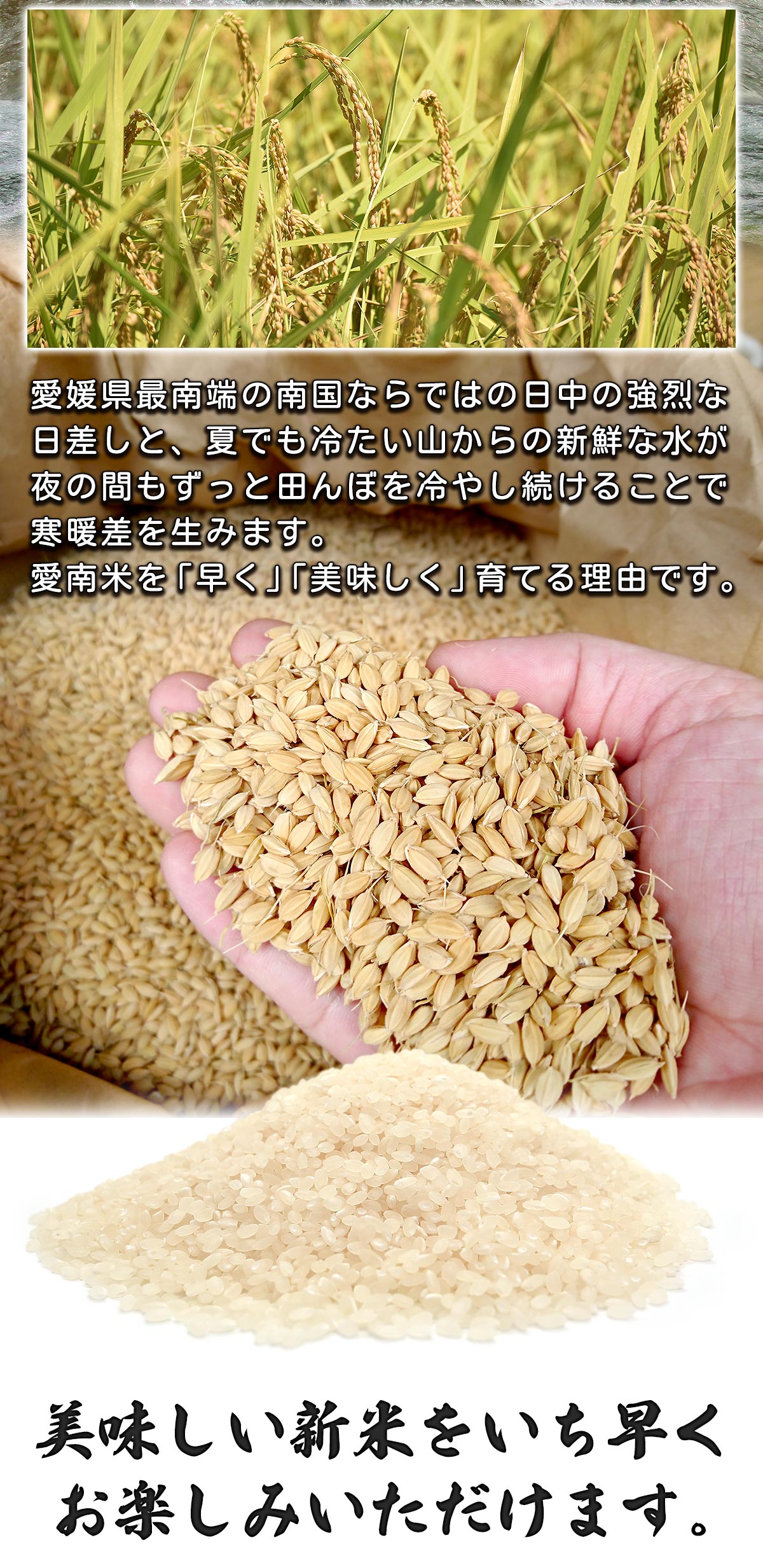 令和7年産 新米】 愛媛県 愛南町産 にじのきらめき 玄米30kg