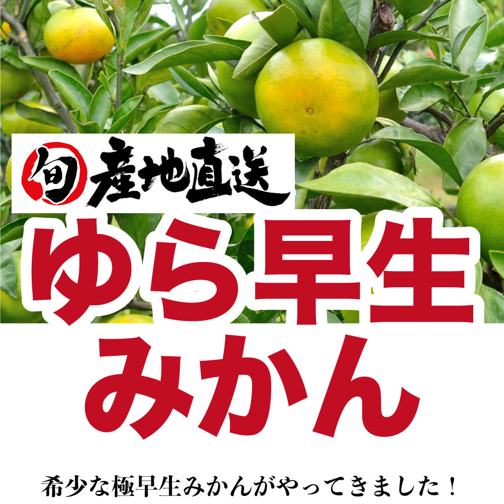 ちび真理　和歌山県産ゆら早生みかん青秀S10kg 2箱 ゆら早生みかん 和歌山 有田 訳あり 有田みかん 産地直送 秋