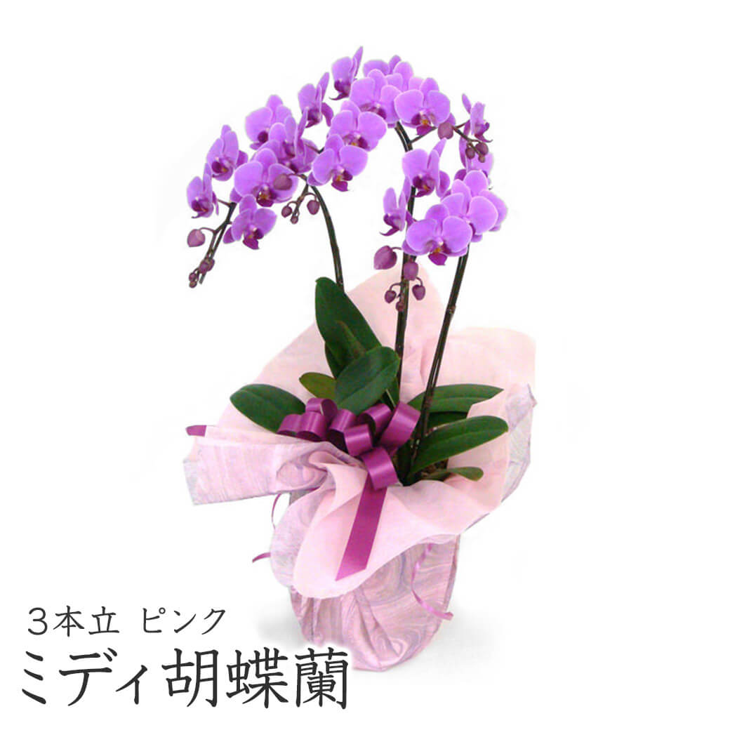 ミディ胡蝶蘭 3本立 白/ピンク 21輪以上 お祝い 花 フラワー ギフト